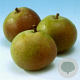 Pyrus c. 'Zoete Brederode' 10-12 HA container