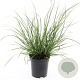 Pennisetum al. 'Hameln' GM 1.5