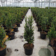 Taxus baccata 60-80 cm 4,0L