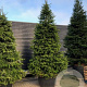 Abies nordmanniana 300-350 cm cont. 290L
