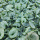 Brunnera macr. 'Jack Frost' GM 2,0L