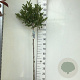 Magnolia stellata 120 cm stam 7,5L