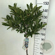 Magnolia stellata 120 cm stam 7,5L
