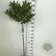 Magnolia stellata 120 cm stam 7,5L