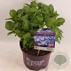 Hydrangea m. Forever & Ever Blue 30-40 cm 5,0L