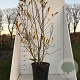Magnolia st. 'Royal Star' 125-150 cm 20L