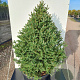 Picea a. 'Compacta' 125-150 cm cont. 80L
