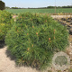 Pinus nigra 'Pierrick Bregeon' 80-90 cm cont. 80L breed