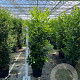 Prunus I. 'Rotundifolia' 150-175 cm 20L