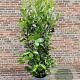 Prunus I. 'Rotundifolia' 150-175 cm 20L