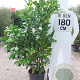 Prunus I. 'Rotundifolia' 150-175 cm 20L