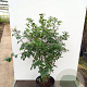 Quercus ilex 80-100 cm 20L