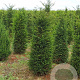 Taxus baccata 175-200 cm draadkluit