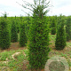 Taxus baccata 175-200 cm draadkluit