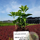 Pachysandra terminalis plantgoed P9