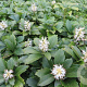 Pachysandra terminalis plantgoed P9