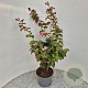 Parrotia persica 70-80 cm 5,0L
