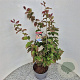 Parrotia persica 70-80 cm 5,0L