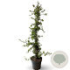Parrotia persica 80-100 cm 12L