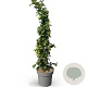 Parrotia persica 250-300 cm 20L