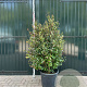Parrotia persica Persian Spire 175-200 cm 35L solitair