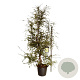 Nothofagus antarctica 225-250 cm cont. 55L extra