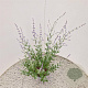 Perovskia atripl. 'Little Spire' 40-45 cm 2,5L