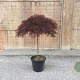 Acer pal. 'Crimson Queen' 150-175 cm cont. 180L breed