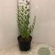 Perovskia 'Blue Spire' 40-50 cm 5,0L