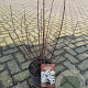 Philadelphus 'Belle Etoile' 40-60 cm 4,0L