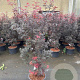 Acer pal. 'Skeeter's Broom' 100-125 cm 20L