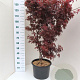 Acer pal. 'Skeeter's Broom' 100-125 cm 20L