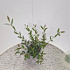 Phillyrea ang. 'Green Line' 40-45 cm 2,5L