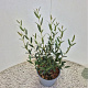 Phillyrea ang. 'Green Line' 40-45 cm 2,5L