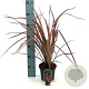 Phormium 'Pink Panther' 30-40 cm 2,0L