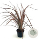 Phormium 'Pink Panther' 30-40 cm 2,0L