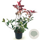 Photinia fraseri 'Camilvy' 40-50 cm 2,0L