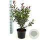 Photinia fraseri Carré Rouge 70-80 cm 10L