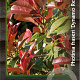 Photinia fraseri Dynamo Red 30-40 cm 2,0L
