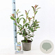 Photinia fraseri 'Red Robin' 15-20 cm 2,0L
