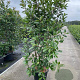 Photinia fraseri 'Red Robin' 200-225 cm 35L