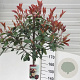 Photinia fraseri 'Red Robin' 180 cm stam 12L