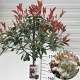 Photinia fraseri 'Red Robin' 180 cm stam 12L