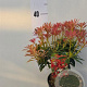 Pieris 'Forest Flame' 20-25 cm 3,0L