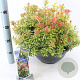 Pieris jap. 'Little Goldy' 30-40 cm 7L