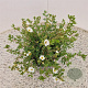 Potentilla f. 'Abbotswood' 25-30 cm 2,5L