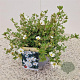 Potentilla f. 'Abbotswood' 25-30 cm 2,5L