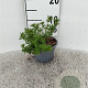 Potentilla f. 'Kobold' 10-15 cm C1.3
