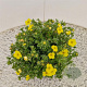Potentilla f. 'Kobold' 25-30 cm 2,5L