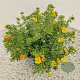 Potentilla f. 'Red Ace' 25-30 cm 2,5L